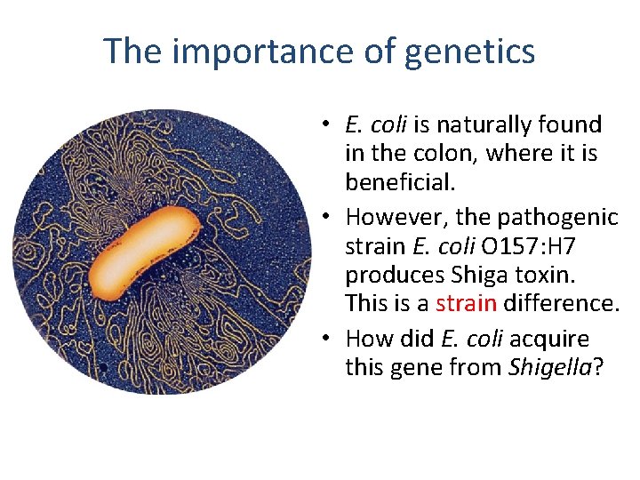 The importance of genetics • E. coli is naturally found in the colon, where