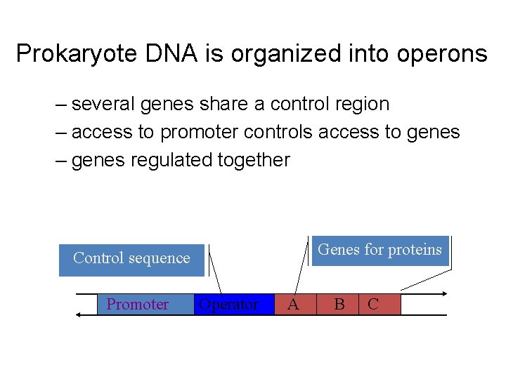 Prokaryote DNA is organized into operons – several genes share a control region –