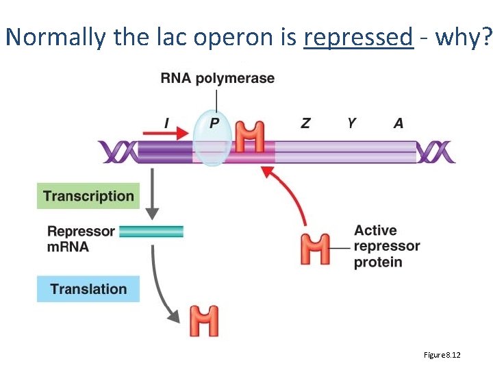 Normally the lac operon is repressed - why? Figure 8. 12 