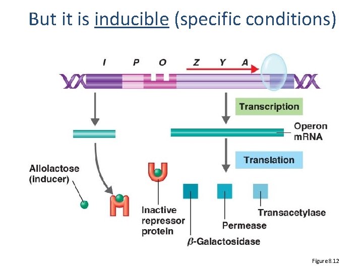 But it is inducible (specific conditions) Figure 8. 12 