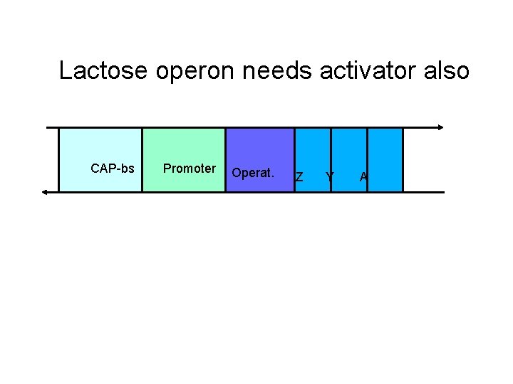 Lactose operon needs activator also CAP-bs Promoter Operat. Z Y A 