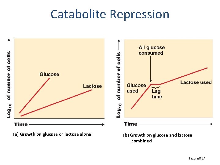 Catabolite Repression (a) Growth on glucose or lactose alone (b) Growth on glucose and