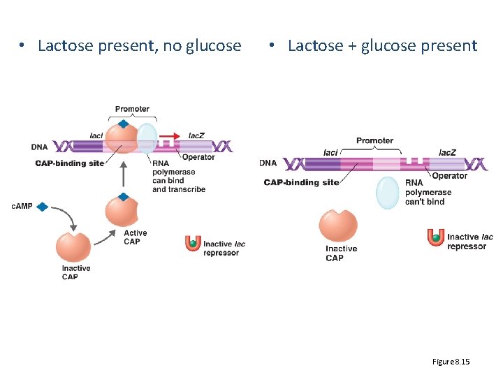  • Lactose present, no glucose • Lactose + glucose present Figure 8. 15