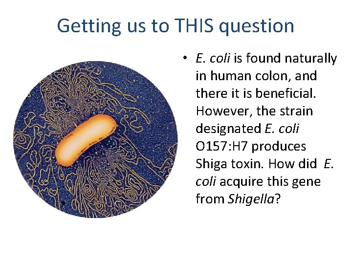 Getting us to THIS question • E. coli is found naturally in human colon,