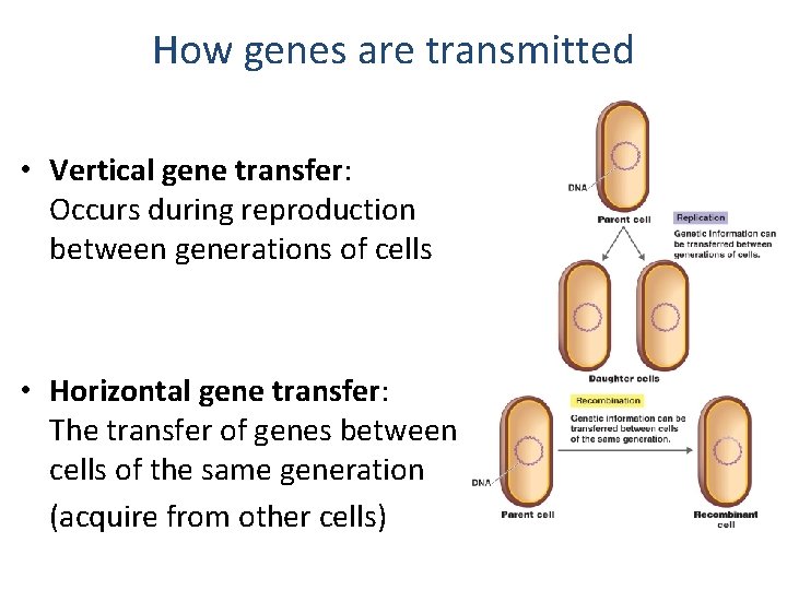 How genes are transmitted • Vertical gene transfer: Occurs during reproduction between generations of