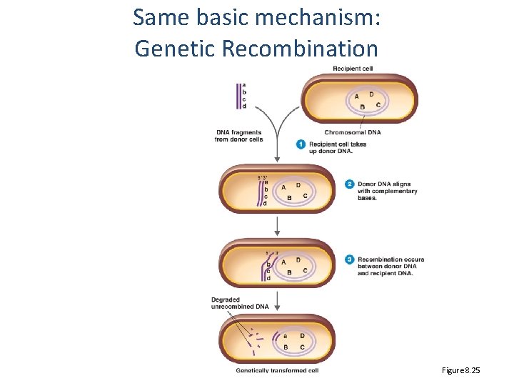 Same basic mechanism: Genetic Recombination Figure 8. 25 
