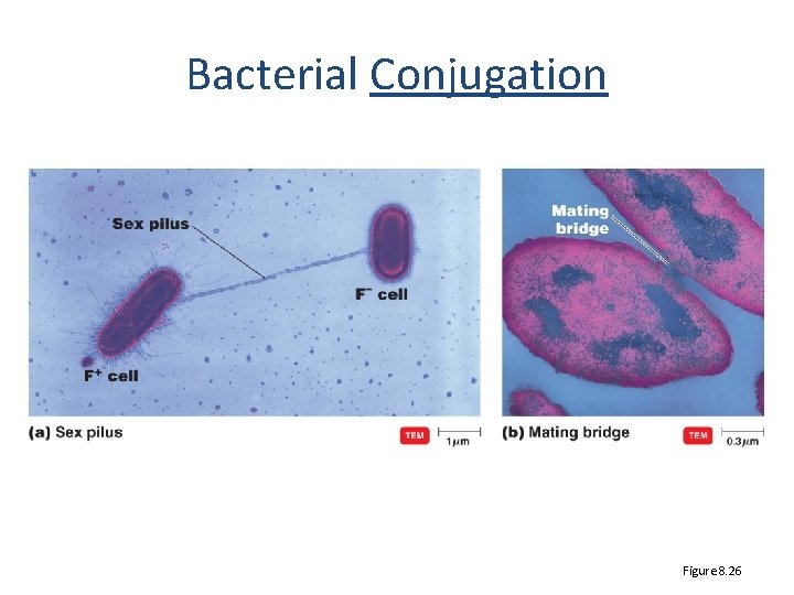 Bacterial Conjugation Figure 8. 26 