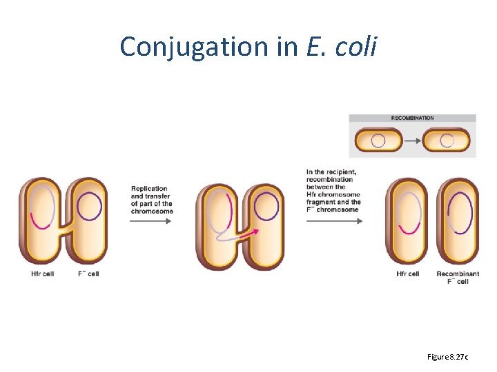 Conjugation in E. coli Figure 8. 27 c 