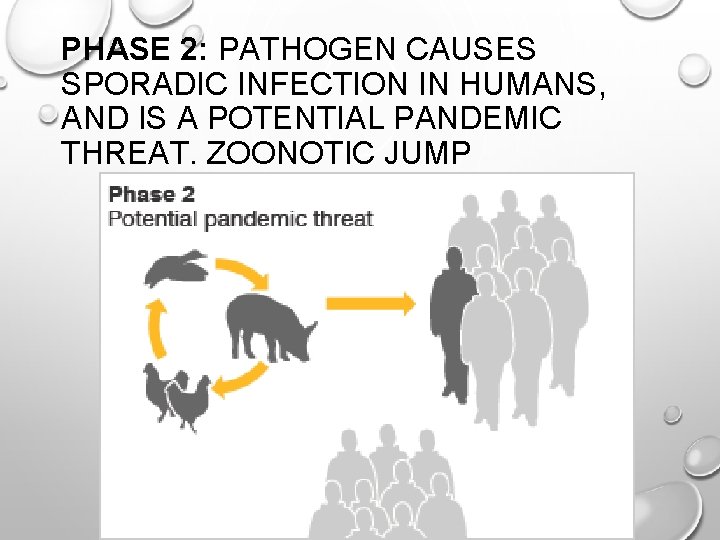 PHASE 2: PATHOGEN CAUSES SPORADIC INFECTION IN HUMANS, AND IS A POTENTIAL PANDEMIC THREAT.
