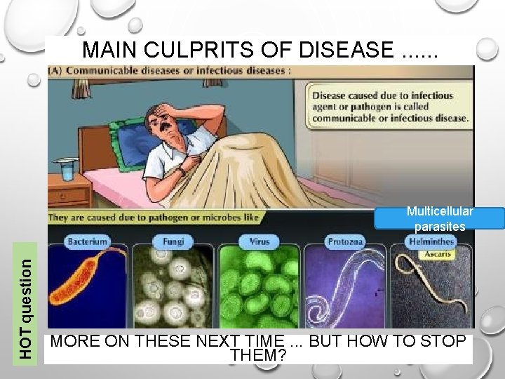 MAIN CULPRITS OF DISEASE. . . HOT question Multicellular parasites MORE ON THESE NEXT