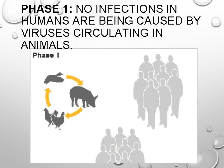PHASE 1: NO INFECTIONS IN HUMANS ARE BEING CAUSED BY VIRUSES CIRCULATING IN ANIMALS.