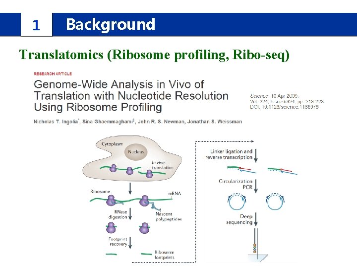 1 Background Translatomics (Ribosome profiling, Ribo-seq) 