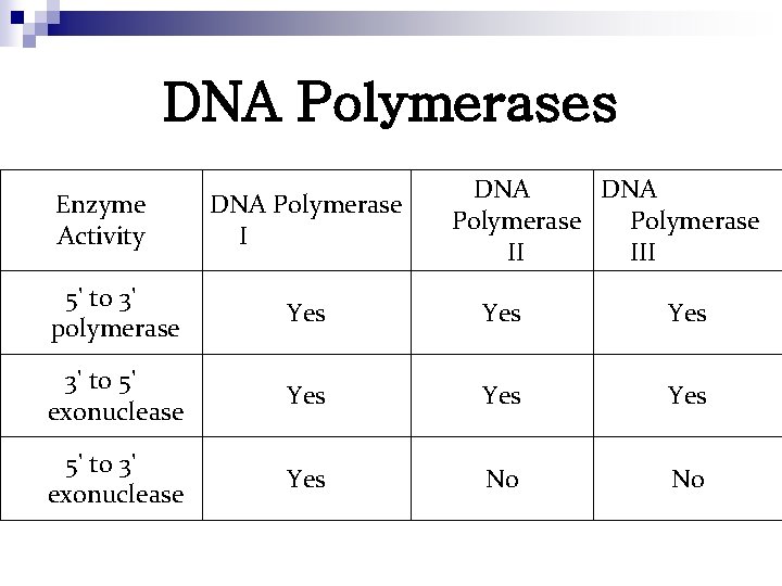 DNA Polymerases Enzyme Activity DNA Polymerase II III 5' to 3' polymerase Yes Yes