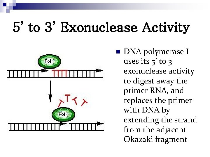 5’ to 3’ Exonuclease Activity n DNA polymerase I uses its 5' to 3'