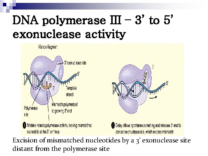 DNA polymerase III – 3’ to 5’ exonuclease activity Excision of mismatched nucleotides by