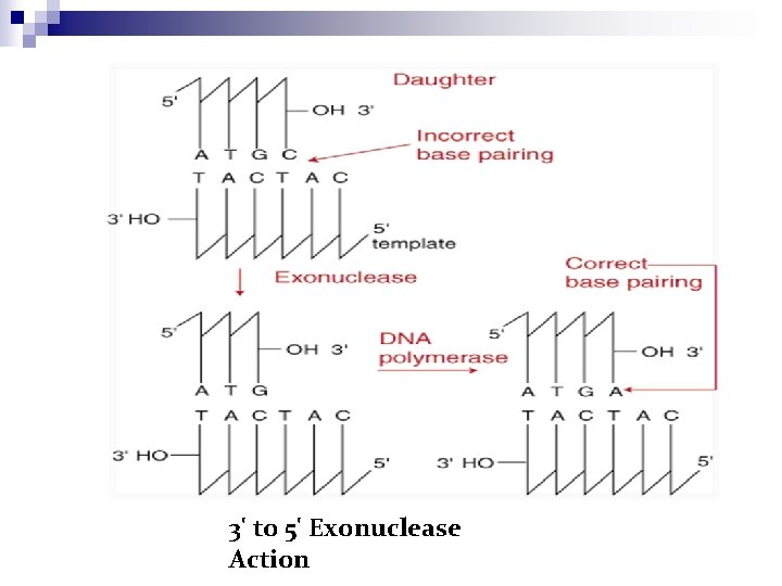 3' to 5' Exonuclease Action 