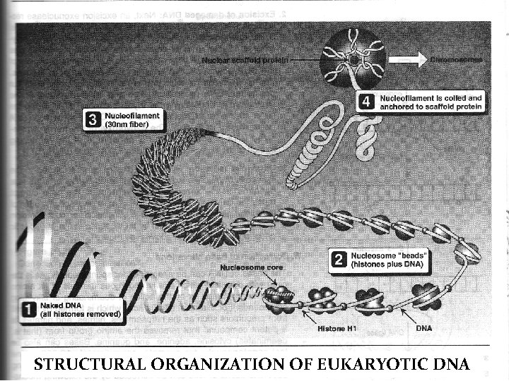 STRUCTURAL ORGANIZATION OF EUKARYOTIC DNA 