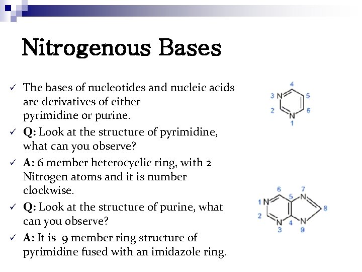 Nitrogenous Bases ü ü ü The bases of nucleotides and nucleic acids are derivatives