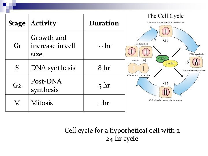 Stage Activity Duration G 1 Growth and increase in cell size 10 hr S