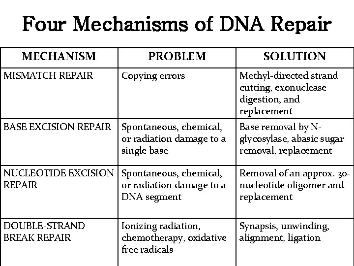 Four Mechanisms of DNA Repair MECHANISM PROBLEM SOLUTION MISMATCH REPAIR Copying errors Methyl-directed strand