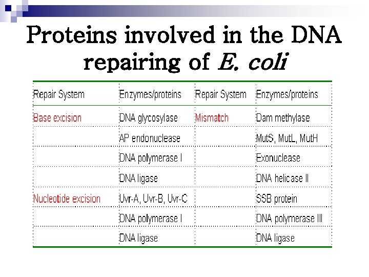 Proteins involved in the DNA repairing of E. coli 