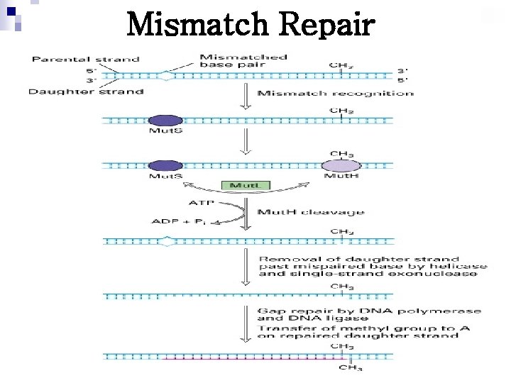 Mismatch Repair 