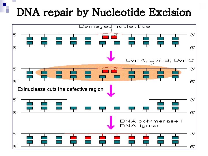 DNA repair by Nucleotide Excision Exinuclease cuts the defective region 