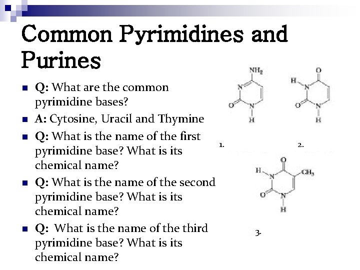 Common Pyrimidines and Purines n n n Q: What are the common pyrimidine bases?