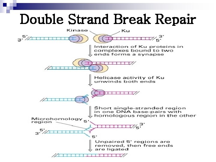 Double Strand Break Repair 