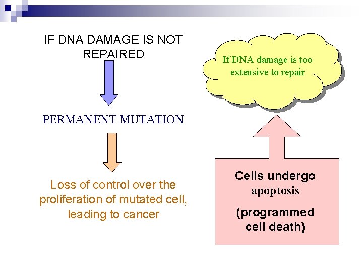 IF DNA DAMAGE IS NOT REPAIRED If DNA damage is too extensive to repair