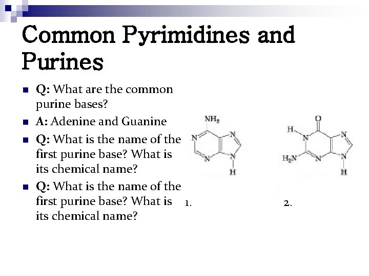 Common Pyrimidines and Purines n n Q: What are the common purine bases? A: