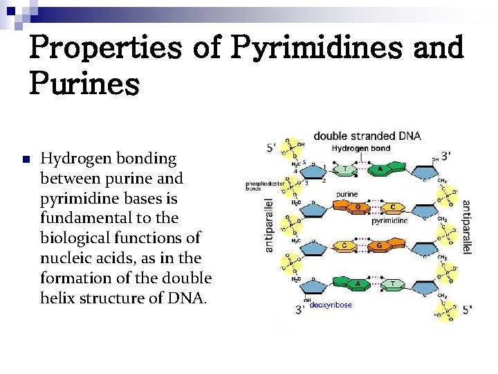 Properties of Pyrimidines and Purines n Hydrogen bonding between purine and pyrimidine bases is