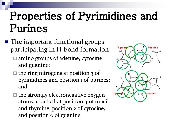 Properties of Pyrimidines and Purines n The important functional groups participating in H-bond formation: