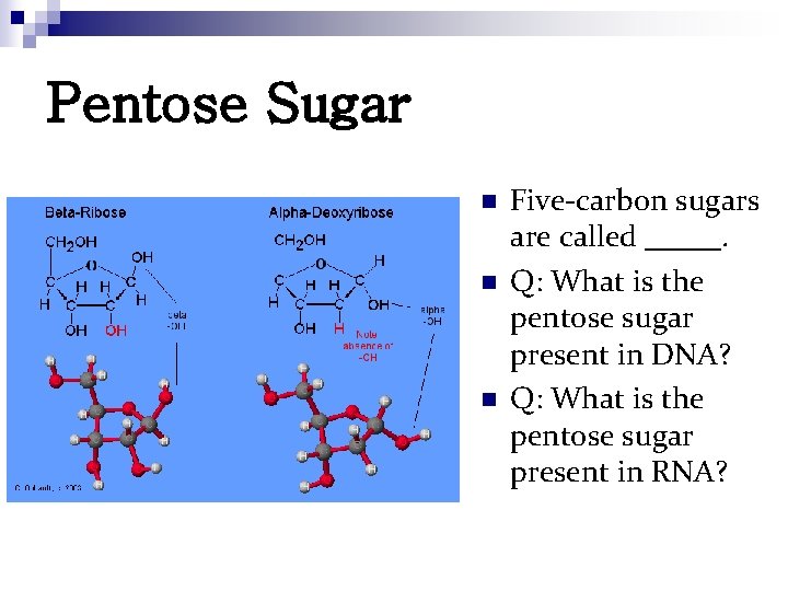 Pentose Sugar n n n Five-carbon sugars are called _____. Q: What is the