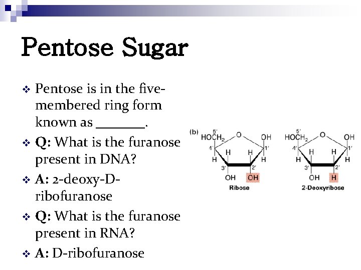 Pentose Sugar Pentose is in the fivemembered ring form known as _______. v Q: