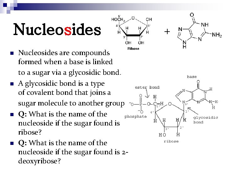 Nucleosides n n Nucleosides are compounds formed when a base is linked to a