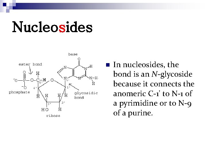 Nucleosides n In nucleosides, the bond is an N-glycoside because it connects the anomeric