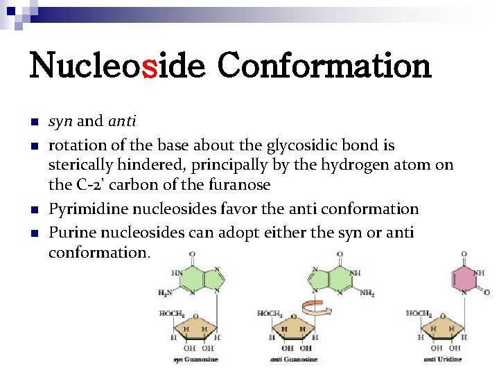 Nucleoside Conformation n n syn and anti rotation of the base about the glycosidic