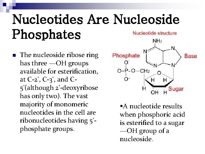 Nucleotides Are Nucleoside Phosphates n The nucleoside ribose ring has three —OH groups available