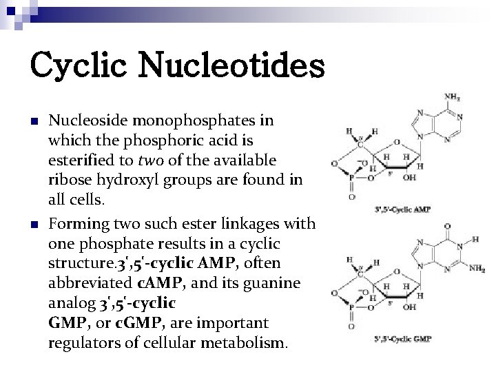 Cyclic Nucleotides n n Nucleoside monophosphates in which the phosphoric acid is esterified to