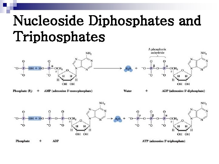 Nucleoside Diphosphates and Triphosphates 