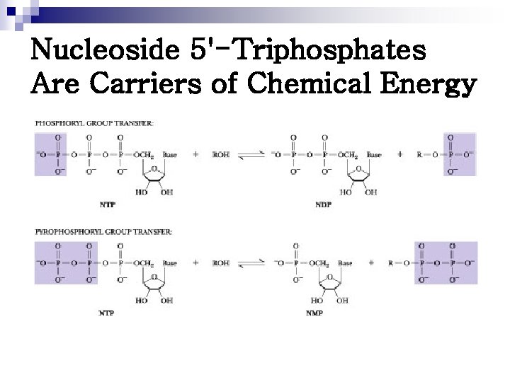 Nucleoside 5'-Triphosphates Are Carriers of Chemical Energy 