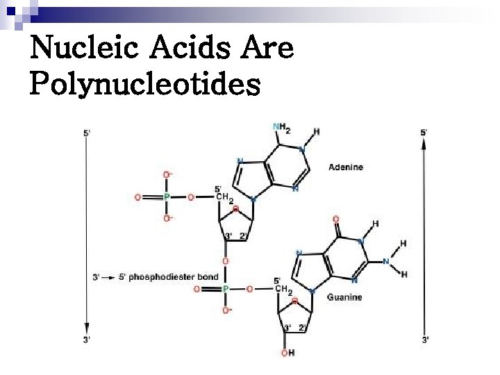 Nucleic Acids Are Polynucleotides 