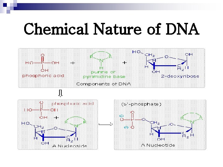 Chemical Nature of DNA 