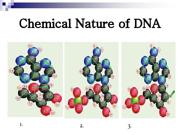Chemical Nature of DNA 1. 2. 3. 