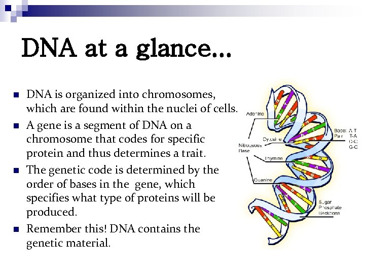 DNA at a glance. . . n n DNA is organized into chromosomes, which