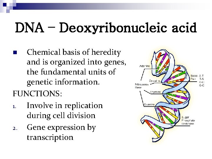 DNA – Deoxyribonucleic acid Chemical basis of heredity and is organized into genes, the