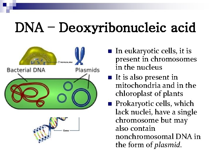 DNA – Deoxyribonucleic acid n n n In eukaryotic cells, it is present in