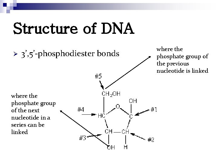 Structure of DNA Ø 3’, 5’-phosphodiester bonds where the phosphate group of the next