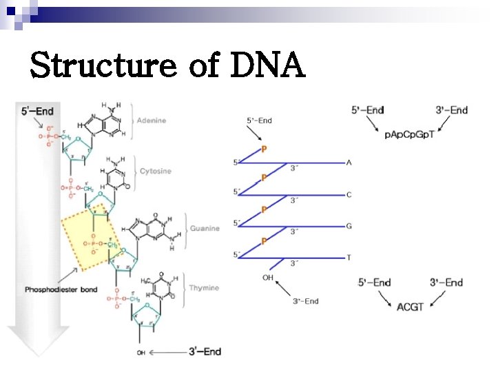 Structure of DNA 